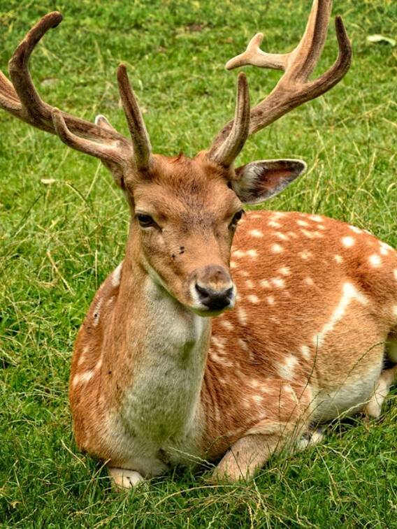 कस्तूरी क्या है जो हिरण के अंदर पाई जाती है