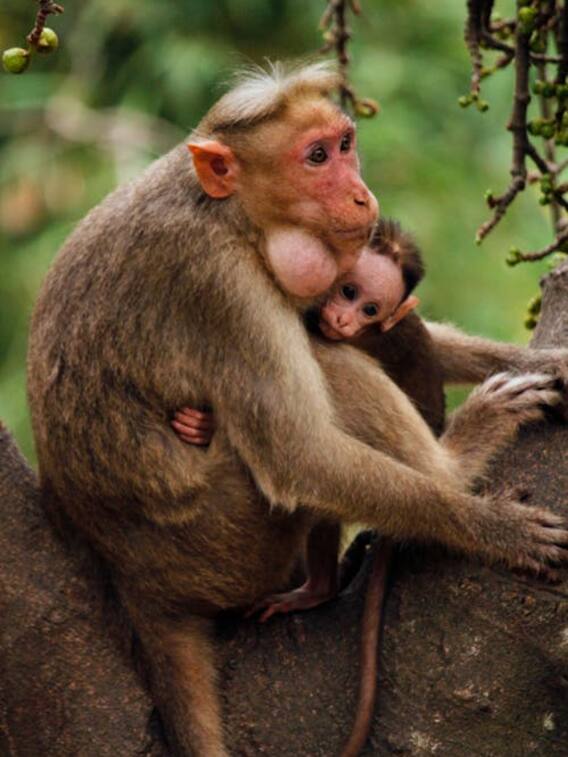 क्या सही में बंदर अदरक का स्वाद नहीं जानता है?