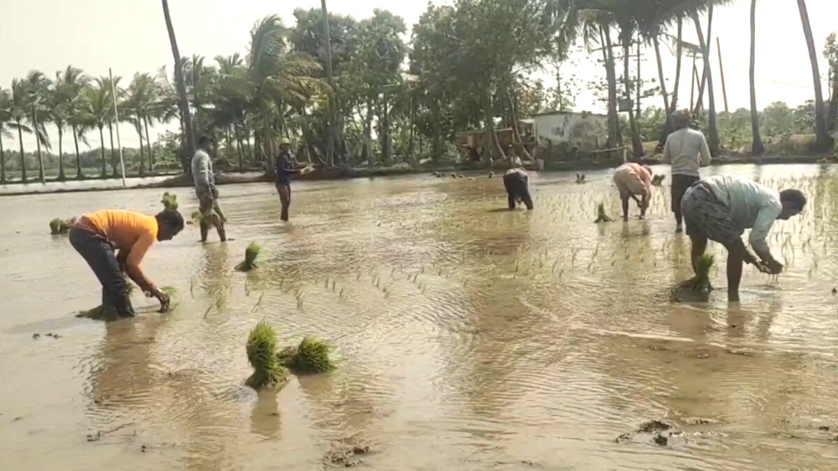 விவசாயத்திற்கு ஆட்கள் பற்றாக்குறையா? -  “நாங்க இருக்கோம்”... வயல்வெளியில் ஒலிக்கும் இந்தி பாடல்கள் - உற்சாகத்தில் விவசாயிகள்...!