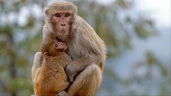 हरियाणा में अंधे बंदर की सर्जरी, LUVAS में सफेद मोतियाबिंद का सफल ऑपरेशन, आंखों की रोशनी आई वापस