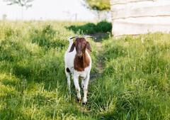 Goat Rearing: बकरी पालन से कर सकते हैं हर साल लाखों की कमाई, सब्सिडी भी देती है सरकार