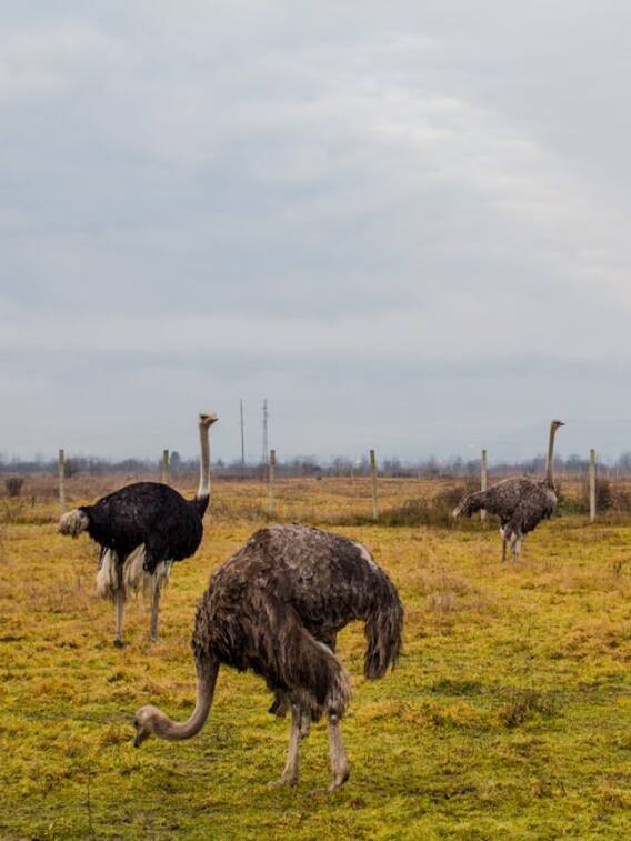 भयंकर गर्मी भी आसानी से झेल लेता है ये पक्षी