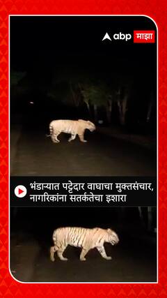 Bhandara Tiger : भंडाऱ्यात पट्टेदार वाघाचा मुक्तसंचार, नागरिकांना सतर्कतेचा इशारा