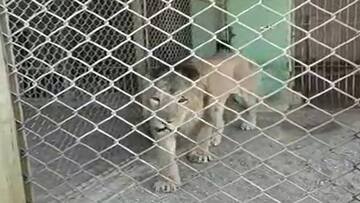 Lion Attack: જૂનાગઢ સક્કરબાગ પ્રાણી સંગ્રહાલયમાં સિંહે કર્મચારી પર કર્યો હુમલો, પિંજરું સાફ કરવા ગયો હતો