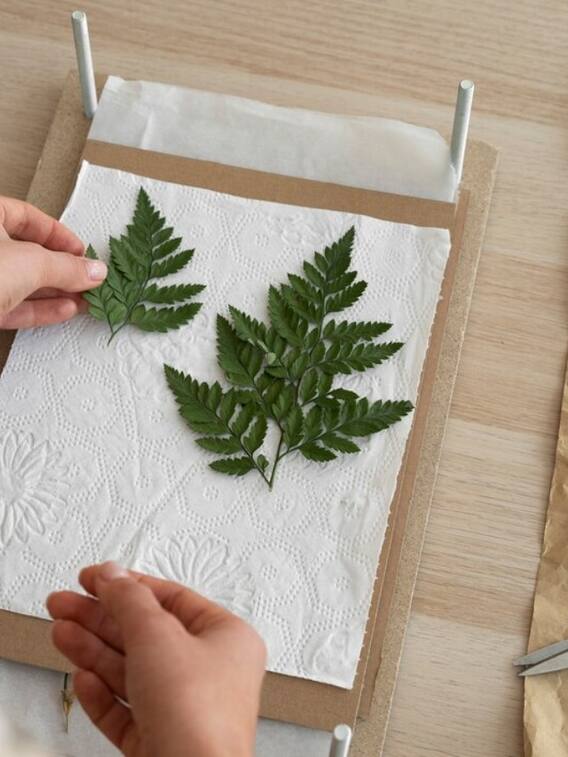 किन पेड़ों से बनता है लिखने वाला कागज