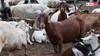 Goat Rearing: बकरी पालन से कर सकते हैं हर साल लाखों की कमाई, सब्सिडी भी देती है सरकार