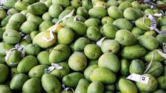 बिहार में आम के लिए चली लाठियां, बात बढ़ी तो होने लगी फायरिंग, दो पक्षों से कई लोग घायल