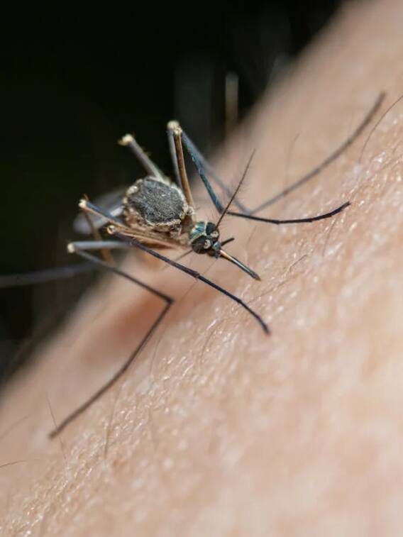 कितने मच्छरों के काटने पर इंसान का खून खत्म हो जाएगा?