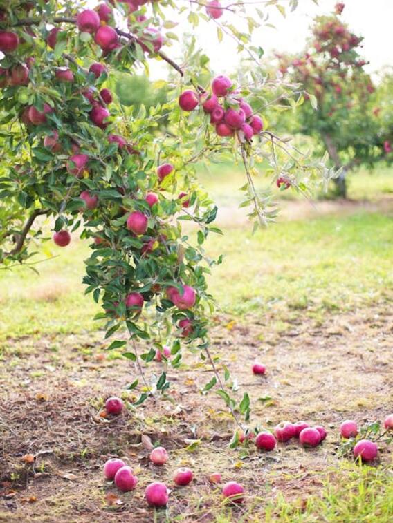 भारत में सबसे ज्यादा सेब का उत्पादन कहां होता है?