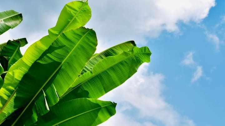 Banana trees are very large.  There are big leaves on it.  But the banana is as beneficial as it gets.  Eating banana leaves is also beneficial for your health.