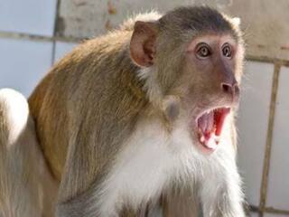 Monkey eye Surgery:  ਡਾਕਟਰਾਂ ਵੱਲੋਂ ਬਾਂਦਰ ਦੇ ਮੋਤੀਆਬਿੰਦ ਦਾ ਸਫਲ ਅਪਰੇਸ਼ਨ, ਵਾਪਸ ਆਈ ਅੱਖਾਂ ਦੀ ਰੋਸ਼ਨੀ