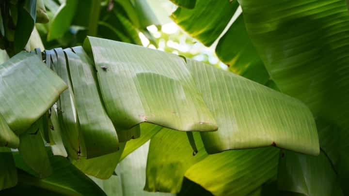 Banana leaves have many similar properties.  Which keeps diseases like diabetes away from you.  If you eat banana leaves regularly.  Your risk of developing diabetes is therefore significantly reduced.