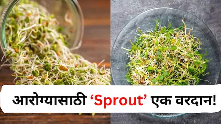 Food lifestyle marathi news Sprout good for weight loss digestion add to your diet today. Food : वेट लॉससाठी Sprout एक वरदान! वजन कमी करण्यापासून ते पचनापर्यंत अनेक फायदे, आजच आहारात समावेश करा.