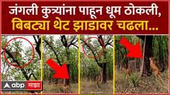 Leopard vs Dogs Nagpur : जंगली कुत्र्यांना पाहून धूम ठोकली, बिबट्या थेट झाडावर चढला...