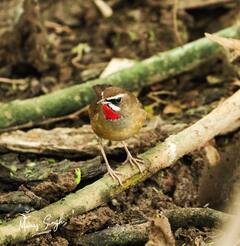 भरतपुर में भीषण गर्मी से पक्षियों और वन्य जीवों के हाल बेहाल, पानी के लिए की जा रही खास व्यवस्था