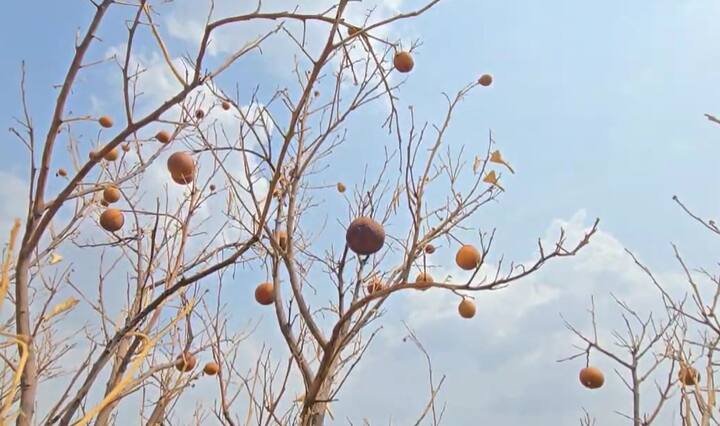 अनेक ठिकाणी पाणीटंचाई (Water Crisis) निर्माण झाली आहे. नागरिकांबरोबर जनावरांच्या पाण्याचा चाऱ्याचा प्रश्न निर्माण झालाय.