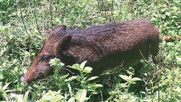 Thanjavur news Wild boars damage cotton plants farmers association requests collector relief fund - TNN பருத்தி செடிகளை சேதப்படுத்தும் காட்டுப்பன்றிகள்; வேதனையில் விவசாயிகள் - நிவாரணம் வழங்க கோரிக்கை