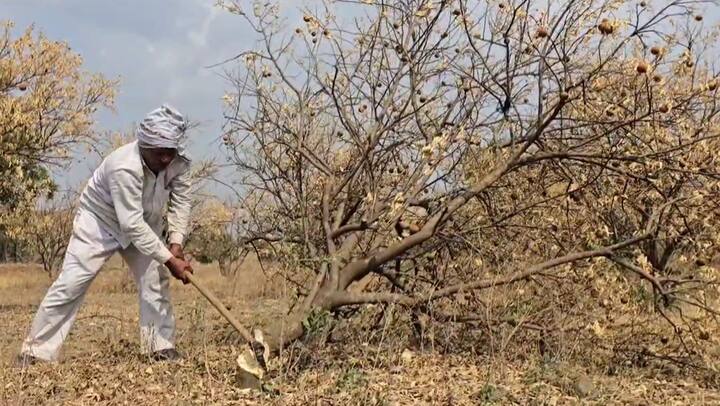 दुष्काळामुळे जालना जिल्ह्यातील 3500 हेक्टरवरील फळबागांचे मोठं नुकसान झालं आहे. तर 2500 हेक्टरवरील मोसंबीच्या बागा जळाल्या आहेत.