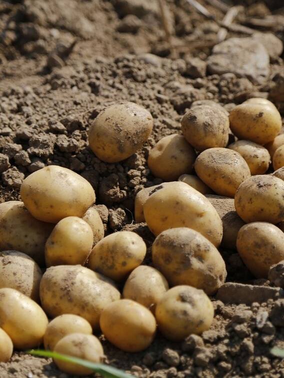 इस देश में पड़ा था आलू का अकाल