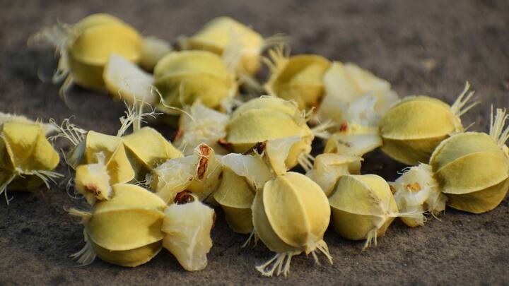 একাধিক পুষ্টিগুণে ভরপুর আমলা। এর মধ্যে রয়েছে ভিটামিন C, যা রোগ প্রতিরোধ ক্ষমতা বাড়ায়। একাধিক রোগ নিরাময়ে সাহায্য করতে পারে আমলার রস।