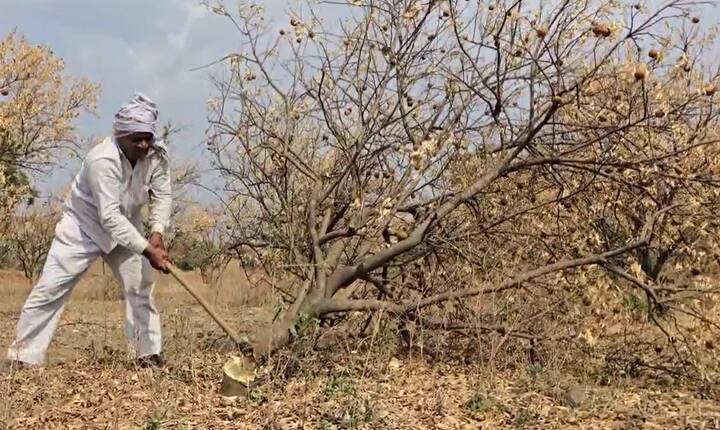 नेक शेतकरी पाण्याअभावी फळबागांवर कुऱ्हाड चालवत आहेत. दुष्काळामुळं या फळबागा करपून गेल्याचं भीषण वास्तव शेत शिवारात पाहायला मिळतेय.