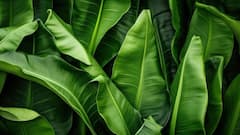 सेहत के लिए रामबाण का काम करते हैं केले के पत्ते, आपको नहीं पता होंगे ये फायदे