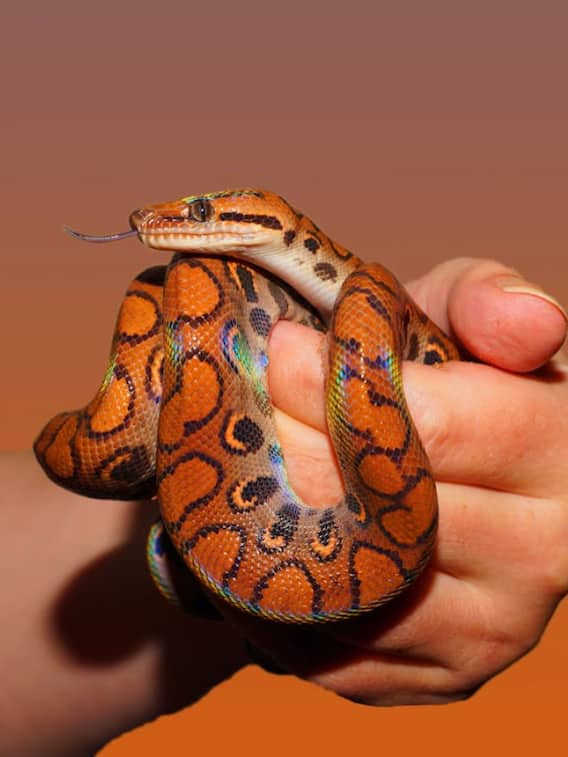 जहरीले सांप को दूर से कैसे पहचानें?