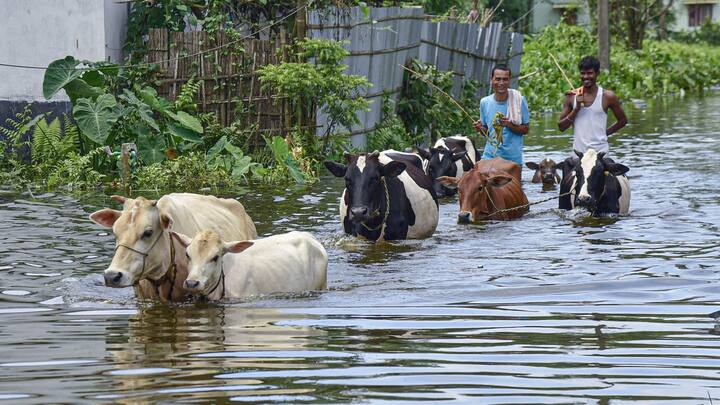 শনিবার অসম স্টেট ডিজাস্টার ম্যানেজমেন্ট অথরিটি সূত্রে জানানো হয়েছে, গত ২৪ ঘণ্টায় রাজ্যের বিভিন্ন জায়গায় বন্যার জলে ডুবে এখনও পর্যন্ত দুই শিশু সহ মোট আটজনের মৃত্যর খবর পাওয়া গেছে। এদের মধ্যে কাছাড় জেলায় এক শিশু সহ মৃত্যু হয়েছে তিনজনের। হাইলকান্দি জেলায় এক শিশু সহ দুজনের। অন্যদিকে পশ্চিম কার্বি আংলং জেলায় মারা গেছে একজন।(ছবি সৌজন্য- পিটিআই)
