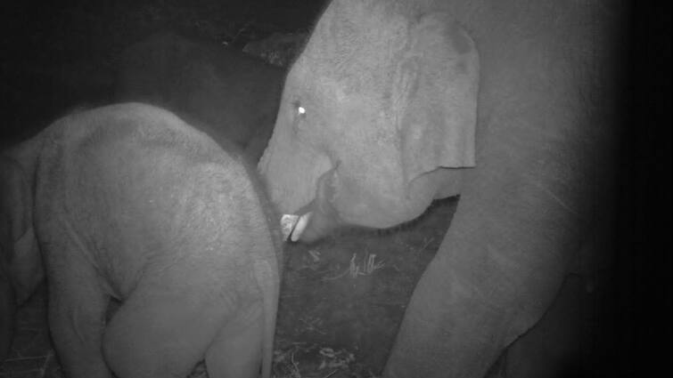 A baby elephant separated from its mother and went with another herd coimbatore தாய் யானைக்கு மூன்றாவது நாளாக சிகிச்சை! தாயைப் பிரிந்து வேறோரு கூட்டத்துடன் சென்ற குட்டி யானை!