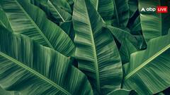 सेहत के लिए रामबाण का काम करते हैं केले के पत्ते, आपको नहीं पता होंगे ये फायदे