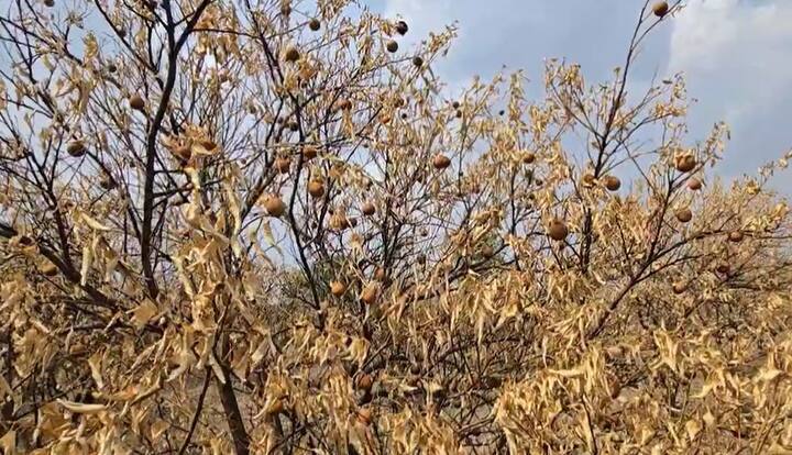 शेतकऱ्यांची (Farmers) उभी पिकं करपू लागल्याचं चित्र पाहायला मिळत आहे. जालना जिल्ह्यात देखील अशीच परिस्थिती पाहायला मिळत आहे.