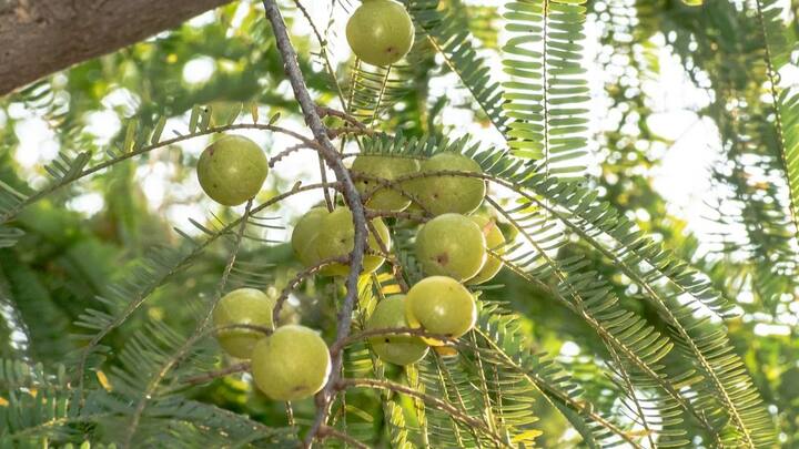 গরমকাল তো বটেই সারা বছর সতর্ক থাকতে হয় হার্টের রোগীদের। আমলা কোলেস্টেরল কমাতে সাহায্য করে। ভাল রাখে হার্ট।