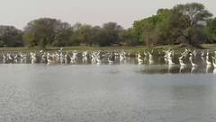 भरतपुर में भीषण गर्मी से पक्षियों और वन्य जीवों के हाल बेहाल, पानी के लिए की जा रही खास व्यवस्था