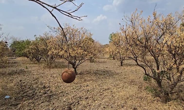 Fruit orchards on 3500 hectares in Jalna district have been affected due to drought Farmers agriculture news दुष्काळामुळं बळीराजा संकटात, उभ्या पिकांवर कुऱ्हाड, जालना जिल्ह्यात 3500 हेक्टरवरील फळबागांना फटका