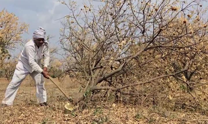 अनेक ठिकाणी दुष्काळाच्या झळा जाणवत आहे. याचा शेती पिकांना मोठा फटका बसत असल्याचं चित्र पाहायला मिळत आहे.