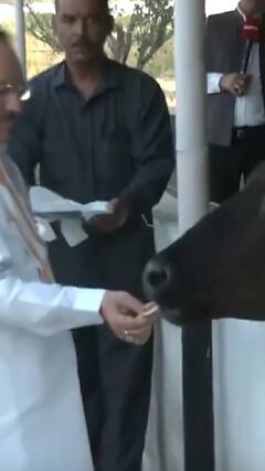 ABP News: JP Nadda ने गौशाला में गायों को चारा खिलाया | ABP Shorts