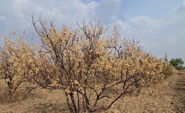 सध्या राज्यात अनेक ठिकाणी पाण्याचा प्रश्न निर्माण झाला आहे. मागील वर्षी अपेक्षीत प्रमाणात पाऊस झाला नव्हता. याचा मोठा फटका शेती पिकांना बसला होता.