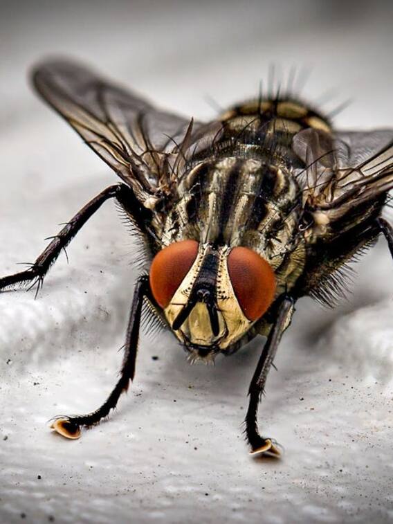 मक्खी के मुंह में कितने दांत होते हैं?