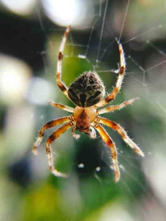 ये है दुनिया की सबसे जहरीली मकड़ी