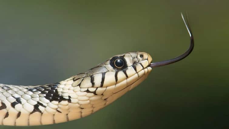 Why does a snake tongue have two parts Is the reason behind this related to Mahabharata क्यों सांप की जीभ के होते हैं दो हिस्से, किस काल से जुड़ी है इसके पीछे की वजह?