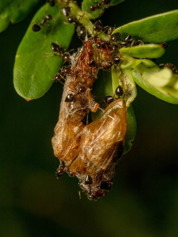 क्या चींटियां सोती हैं? अगर हां, तो वे कितनी देर सोती हैं?