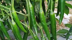 अगर घर में आज लगाएं मिर्च का पेड़ तो कब तक मिर्च उगने लगेगी?