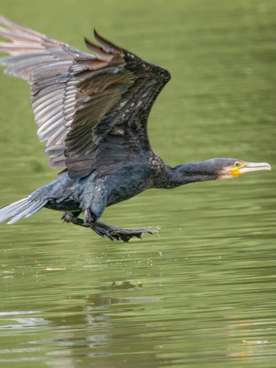 समुद्री पक्षी तूफान से कैसे करते हैं अपना बचाव