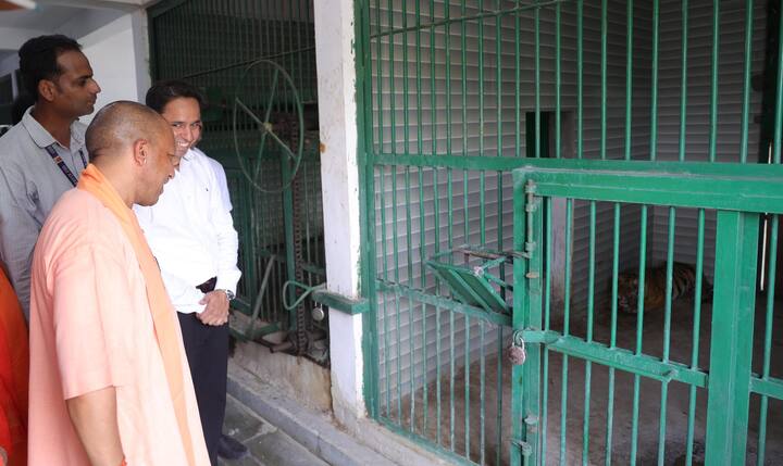 बब्बर शेर पटौदी ने भी अपने बाड़े के सामने सीएम को देख दहाड़ लगाकर सलामी पेश की. योगी शेर और बाघ के जिन भी बाड़ों में पहुंचे, इन वन्यजीवों ने उन्हें देखकर दहाड़ लगाई और  खुश कर दिया. चिड़ियाघर का निरीक्षण करने के दौरान मुख्यमंत्री ने गैंडों की जोड़ी हरि और गौरी को केला खिलाया और अन्य कई वन्यजीवों का अवलोकन कर उनकी समुचित देखभाल के निर्देश चिड़ियाघर के अधिकारियों को दिया.