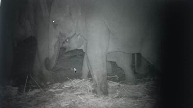 A baby elephant separated from its mother and joined the herd தாயை பிரிந்து கூட்டத்துடன் இணைந்த குட்டி யானை ; மீண்டும் தாயை சந்திக்க வருகை..!