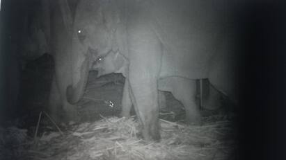 A baby elephant separated from its mother and joined the herd தாயை பிரிந்து கூட்டத்துடன் இணைந்த குட்டி யானை  மீண்டும் தாயை சந்திக்க வருகை..!
