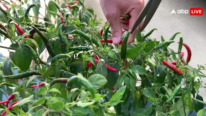 Chilli Gardening Tips: बाकी कई सब्जियों की तरह ही आप अपने घर में गमले में ही बड़ी ही आसानी के साथ मिर्च उगा सकते हैं. चलिए आपको बताते हैं कितना समय लगता है मिर्च के पौधे को बड़े होने में.