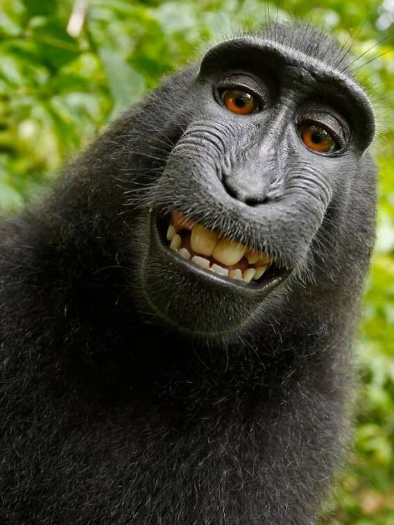 एक मशहूर बंदर ने खुद की सेल्फी ली थी?