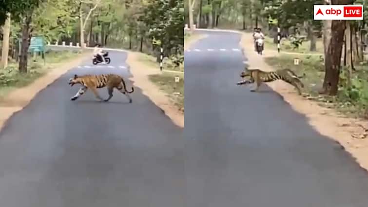 Tiger in front of forest guard 5 tigers came together in the forest in front of the forest guard Video: जंगल में फॉरेस्ट गार्ड के सामने आ गए एक साथ 5 टाइगर...फिर जो हुआ