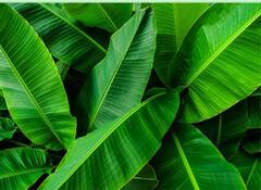 ਕੇਲੇ ਦੀਆਂ ਪੱਤੀਆਂ ਸਿਹਤ ਲਈ ਰਾਮਬਾਣ ਦਾ ਕੰਮ ਕਰਦੀਆਂ ਹਨ, ਜਾਣੋ ਇਸਦੇ ਫਾਇਦੇ